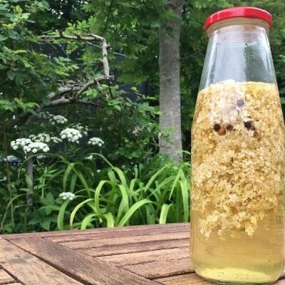 Elderflower vinegar in the making with elderflowers, vinegar and peppercornels