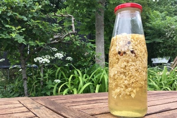 Elderflower vinegar in the making with elderflowers, vinegar and peppercornels