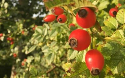 Easy to make Rose Hip Powder