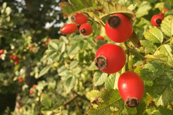 Rose hips close up