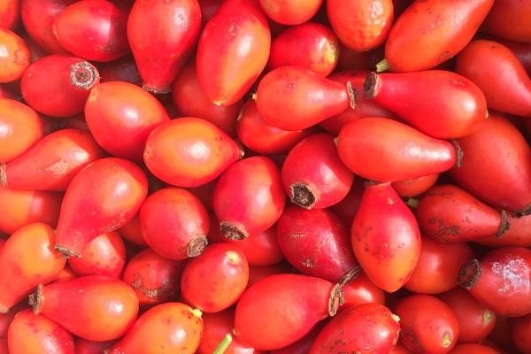 Picked rose hips ready to dehydrate