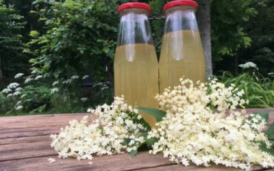 The Best Homemade Elderflower Cordial Recipe