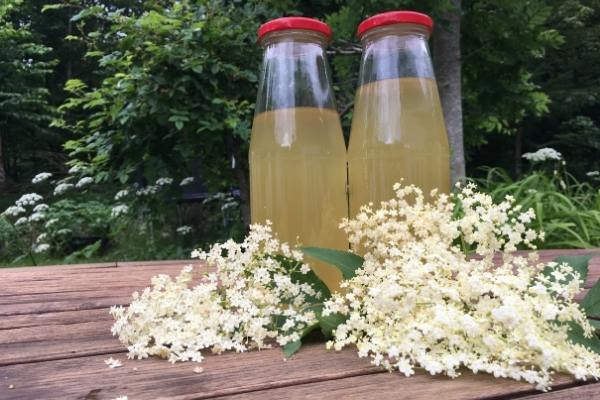 Elderflower cordial in bottles with elderflowers in front