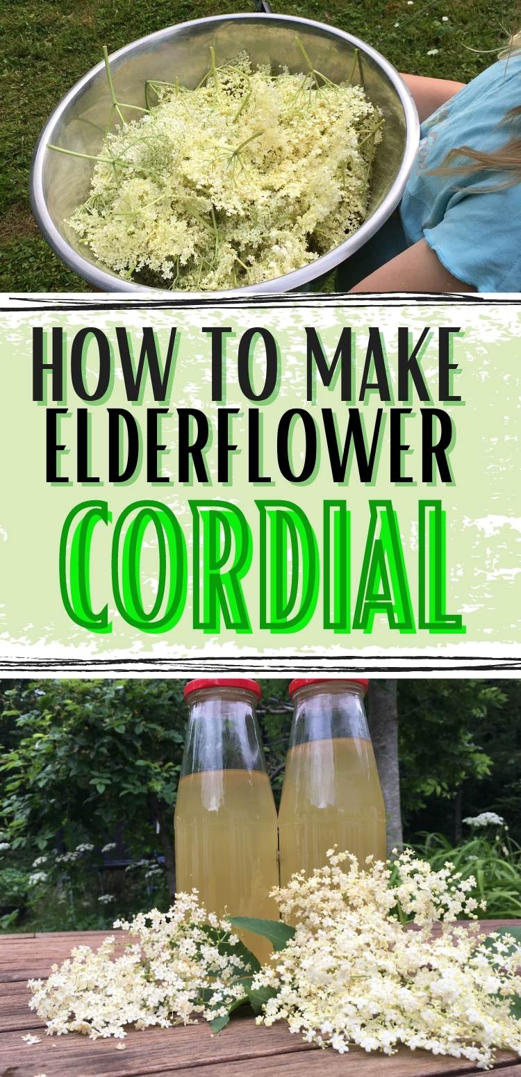 elderflower cordial in bottles and elderflowers in a stainless steel container