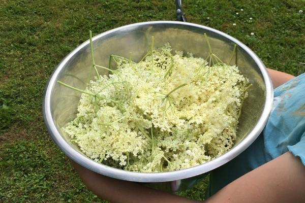 Elderflowers in a stainless steel container