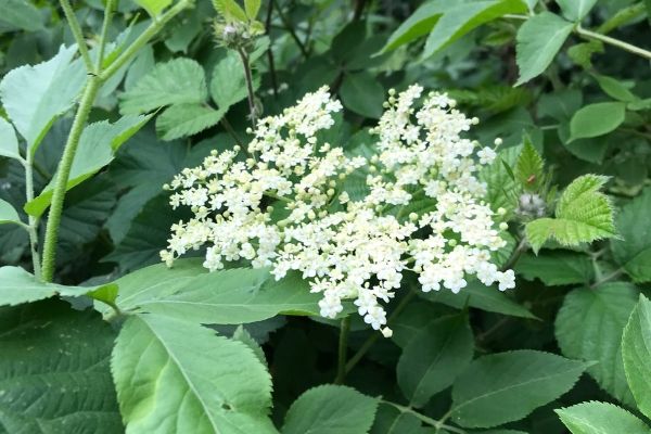 Elderflowers on the vine